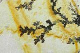 Slab of Dendrites On Limestone - Utah #133267-3
